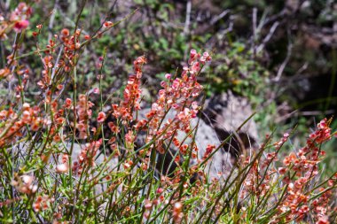 Rumex Hastatus wild mountainy plant clipart