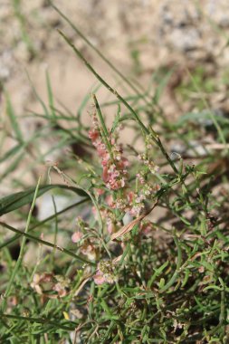Rumex Hastatus vahşi dağ bitkisi