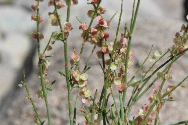 Rumex Hastatus vahşi dağ bitkisi