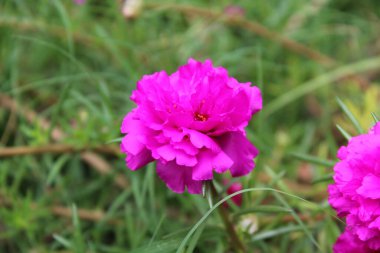 Purslane, Verdolaga, Red root, Pursley, Pussley, Little Hogweed, Moss Rose