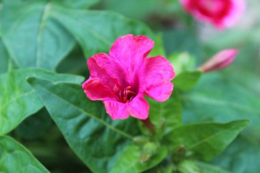 Marvel of Peru, Mirabilis jalapa or four o'clock plant and flowers clipart