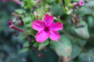 Peru Marvel of Peru, Mirabilis Jalapa veya saat 4 'te bitkiler ve çiçekler.