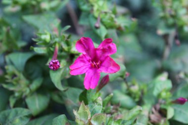 Peru Marvel of Peru, Mirabilis Jalapa veya saat 4 'te bitkiler ve çiçekler.