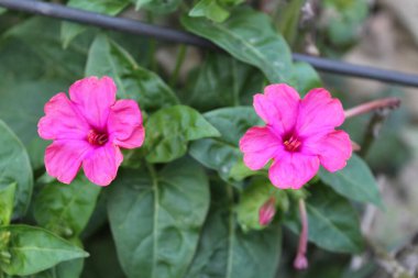 Marvel of Peru, Mirabilis jalapa or four o'clock plant and flowers clipart