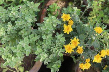 Kasımpatı, morfolium ya da bahçe annesi.