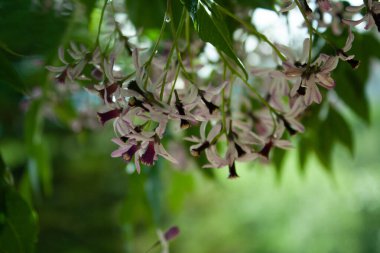 Chinaberry tree, pride of India, bead-tree, Cape lilac, syringa berrytree, Persian lilac, Indian lilac, or white cedar clipart