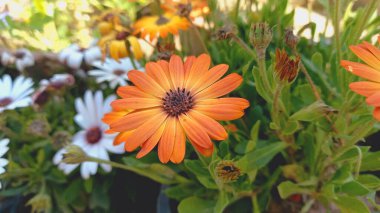 Cape Marquerite Bahçesi, Afrikalı Daisy veya Van Staden nehri papatyası