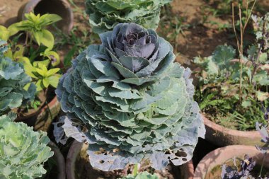 Kırmızı Yaprak Marul veya Lactuca sativa