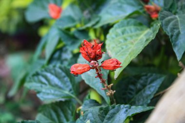 Kızıl Bilge, Tropikal Bilge, Kan Bilgesi, Kızıl Bilge, Hint Ateş Salvosu Kokteyli