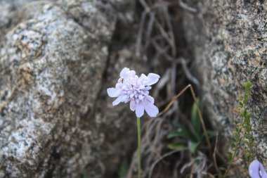 Scabiosa columbaria veya Küçük Scabious