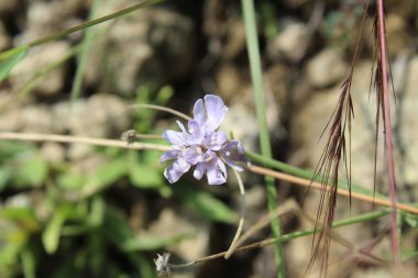 Scabiosa columbaria veya Küçük Scabious