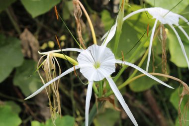 Plaj örümceği zambağı, Hymenocallis Specosa veya Pancratium zeylanicum