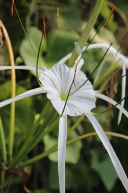 Plaj örümceği zambağı, Hymenocallis Specosa veya Pancratium zeylanicum