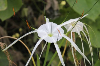 Plaj örümceği zambağı, Hymenocallis Specosa veya Pancratium zeylanicum