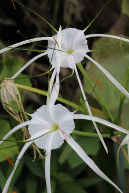 Beach spider lily, Hymenocallis speciosa or Pancratium zeylanicum clipart