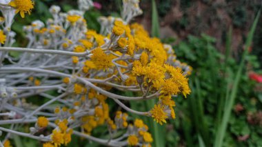 Dusty Miller, Silver Ragwort veya Silver Dust