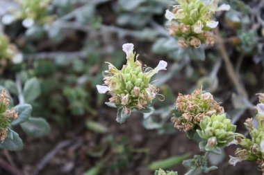 teucrium polium, Felty Germander veya Wood Sage