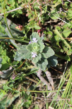 Ajuga Decumbens or Lallemantia royleana  clipart