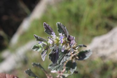 Ajuga Decumbens or Lallemantia royleana  clipart