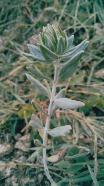 teucrium polium, Felty Germander veya Wood Sage