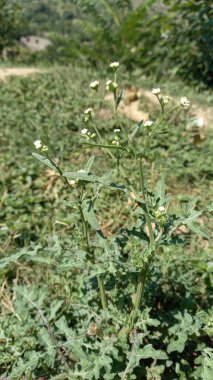 Partenyum histeroforu, Santa Maria humması, beyaz ot ya da kıtlık otu