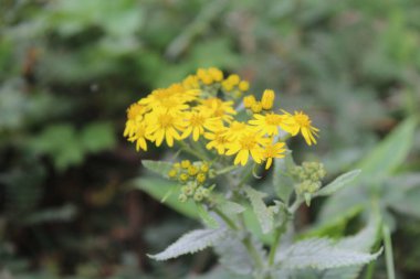 Rudbeckia laciniata veya Cutleaf koni çiçekleri