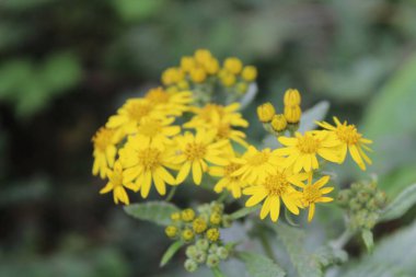 Rudbeckia laciniata veya Cutleaf koni çiçekleri