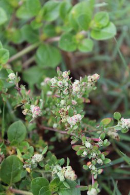 Chenopodium Murale vahşi dağ bitkileri