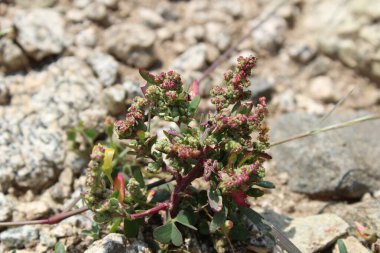 Chenopodium Murale vahşi dağ bitkileri