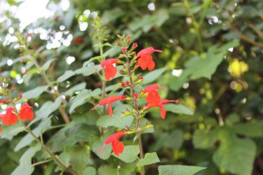 Kızıl Bilge ya da Kızıl Salvia