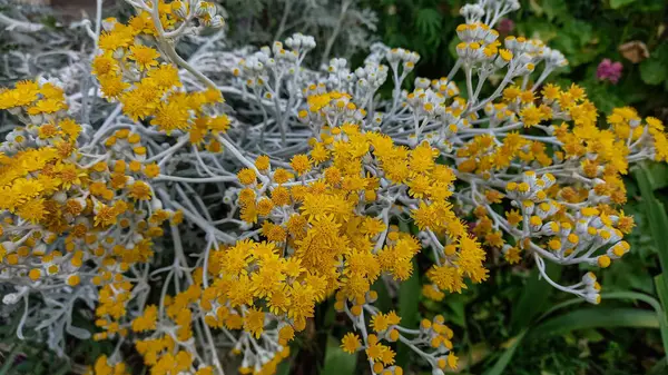 Dusty Miller, Silver Ragwort veya Silver Dust