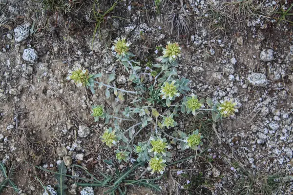 teucrium polium, Felty Germander veya Wood Sage