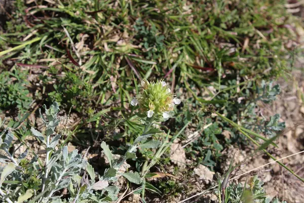 teucrium polium, Felty Germander veya Wood Sage