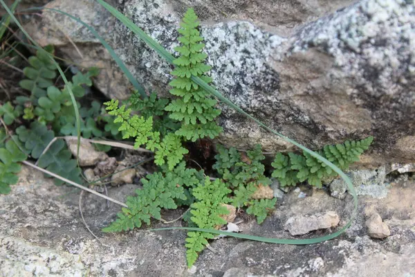 Dryopteris filix mas, ılıman kuzey yarımkürenin erkek eğreltiotu veya eğreltiotu