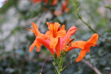 Kaapse kanferfoelie, Cape hanımeli veya Tecomaria capensis