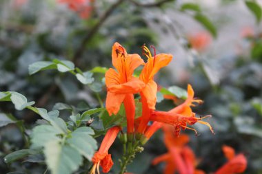 Kaapse kanferfoelie, Cape hanımeli veya Tecomaria capensis