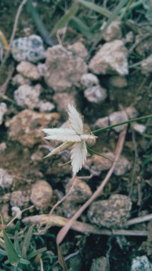 Cyperus Niveus wild white flower clipart