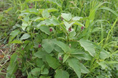 Persicaria orientalis, Kiss-me Over-the Garden Gate, False Amaranth veya Prince 's Feather