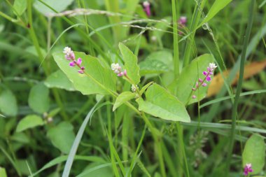 Persicaria orientalis, Kiss-me Over-the Garden Gate, False Amaranth veya Prince 's Feather