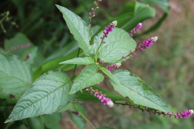 Persicaria orientalis, Kiss-me Over-the Garden Gate, False Amaranth veya Prince 's Feather