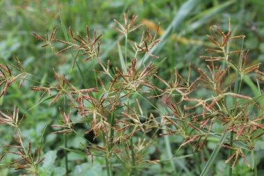 Cyperus rotundus veya Fındık Çimi