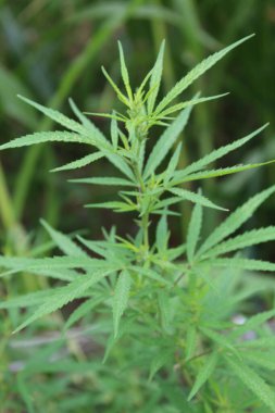 Kenevir Ruderalis, Marihuana veya Bhang Bitkisi