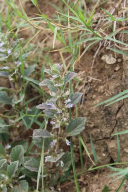 Ajuga Decumbens veya Lallemantia Royleana 
