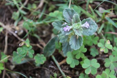 Ajuga Decumbens veya Lallemantia Royleana 