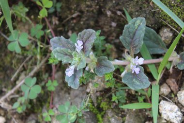Ajuga Decumbens veya Lallemantia Royleana 