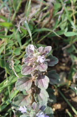 Ajuga Decumbens veya Lallemantia Royleana 