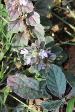 Ajuga Decumbens veya Lallemantia Royleana 