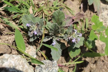 Ajuga Decumbens veya Lallemantia Royleana 