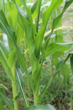 Mısır ya da mısır güzel yeşil bitki