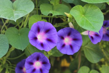 Ipomoea purpurea ya da Morning Glory mor çiçekleri